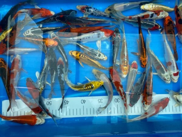 Koi - Aokiya mix 25-30 cm - Image 8