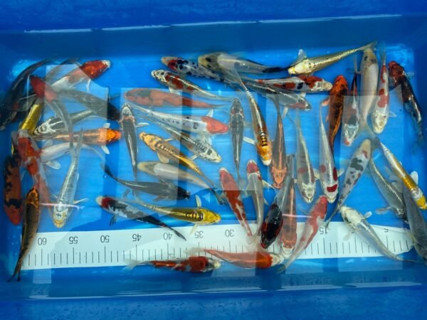 Koi - Aokiya mix 25-30 cm - Image 7