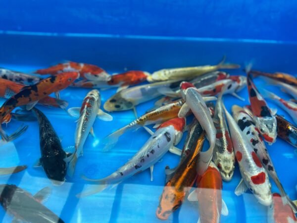 Koi - Aokiya mix 25-30 cm - Image 6