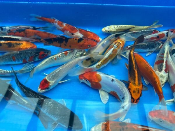 Koi - Aokiya mix 25-30 cm - Image 5