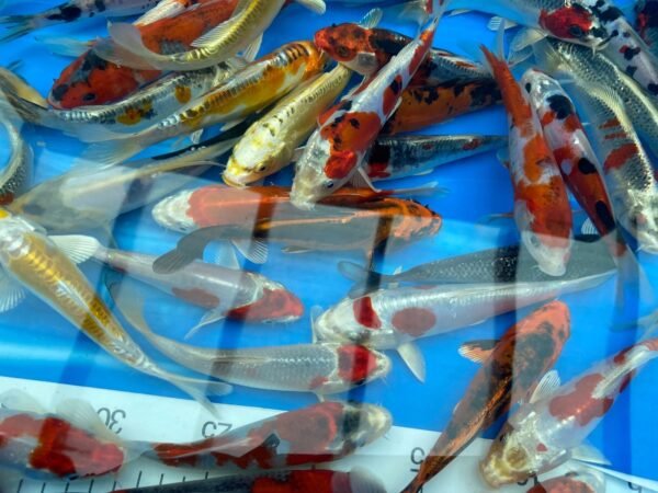 Koi - Aokiya mix 25-30 cm - Image 3