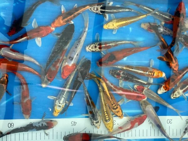 Koi - Aokiya mix 25-30 cm - Image 11
