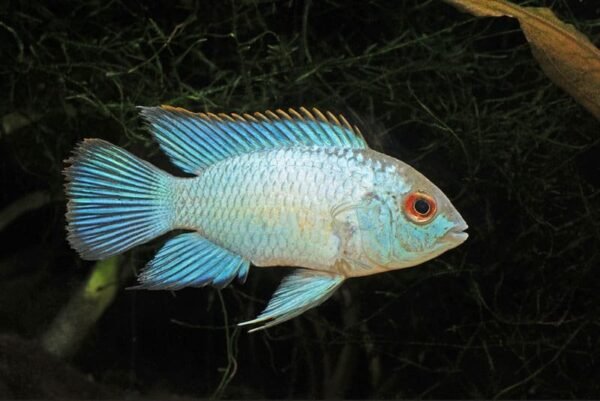 Akara Electric blue (Andinoacara pulcher)