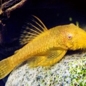 Albino algaevő harcsa (Albino Ancistrus temminckii)