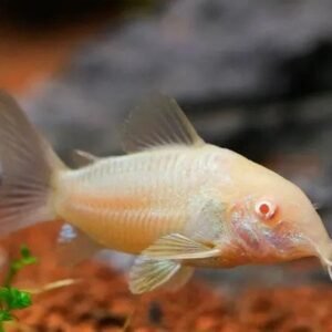 Albínó páncélosharcsa (Corydoras sp.)