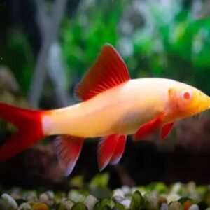Albinó rojtosszájú hal (Epalzeorhynchos frenatus)