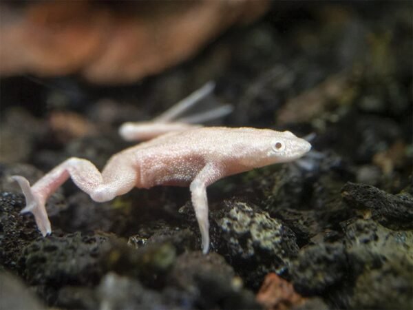 Albínó törpe karmosbéka (Hymenochirus curtipes)