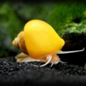 Almacsiga (Pomacea bridgesii)