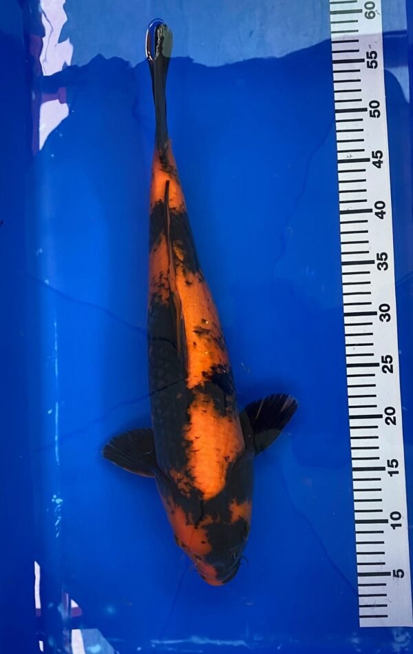 Aoki Jumbo Nisai Hi Utsuri 55-57cm A3