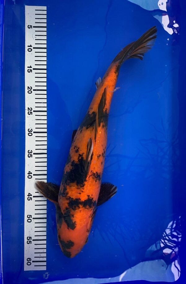 Aoki Jumbo Nisai Hi Utsuri 55-57cm A4