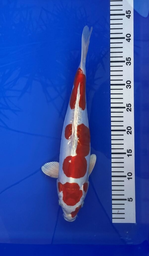Aokiya VHQ Nisai Doitsu Kohaku 35-40 cm