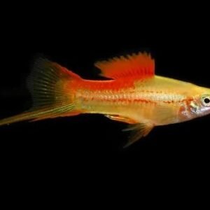 Arany szifó (Xiphophorus helleri)