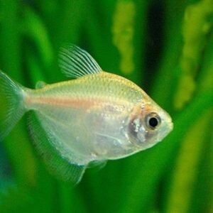 Arany tetra (Gymnocorymbus ternetzi var.)