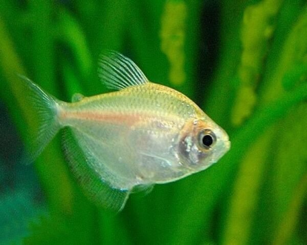 Arany tetra (Gymnocorymbus ternetzi var.)