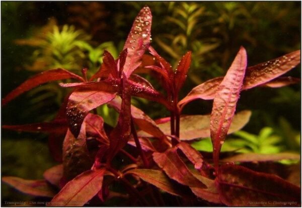 Papagájvirág (Alternanthera sessilis)