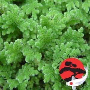 Azolla Caroliniana (Karolinai moszatpáfrány)