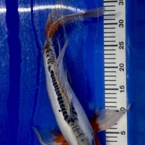 Koi - HP Butterfly Shusui 50-55 cm