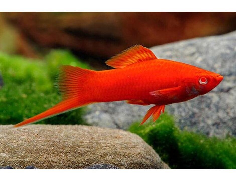 Bécsi szifó (Xiphophorus helleri)