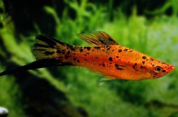 Berliner szifó (Xiphophorus helleri)