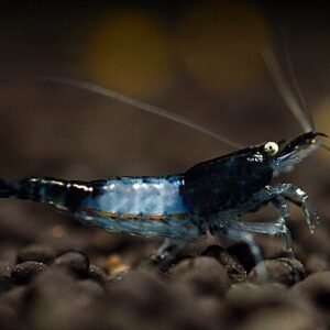 Black Rili garnéla (Neocaridina ’Black Carbon Rili’)