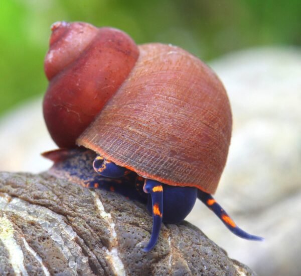 Blueberry csiga (Notopala sp)