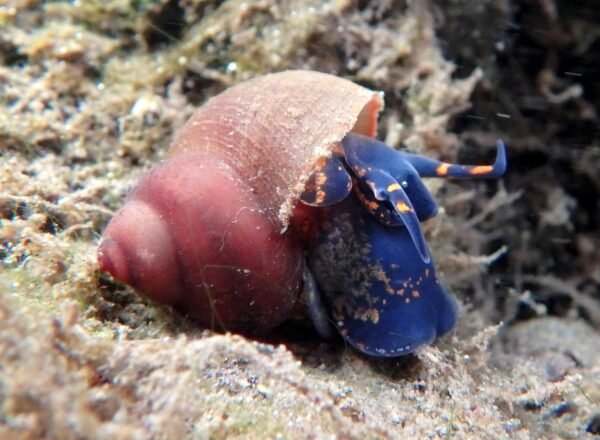 Blueberry csiga (Notopala sp) - Image 2