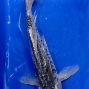 Koi - Standard Butterfly Koi 50-55 cm