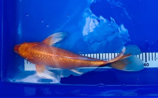 Koi - Handpick Butterfly Koi 40-45 cm - Fátylas Koi HPB06 - Image 5