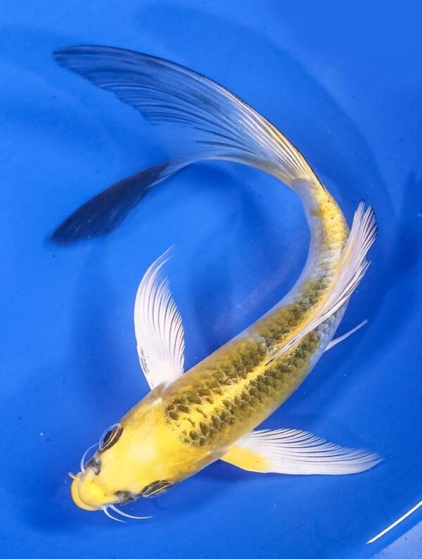 Koi - Yamasan Butterfly 25-30 cm - Image 3