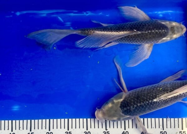 Koi - HP Butterfly Koi 40-45 cm - Fátylas Koi - Image 2