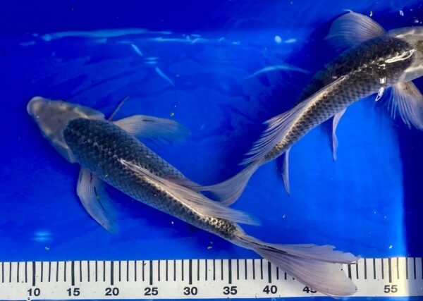Koi - HP Butterfly Koi 40-45 cm - Fátylas Koi - Image 3
