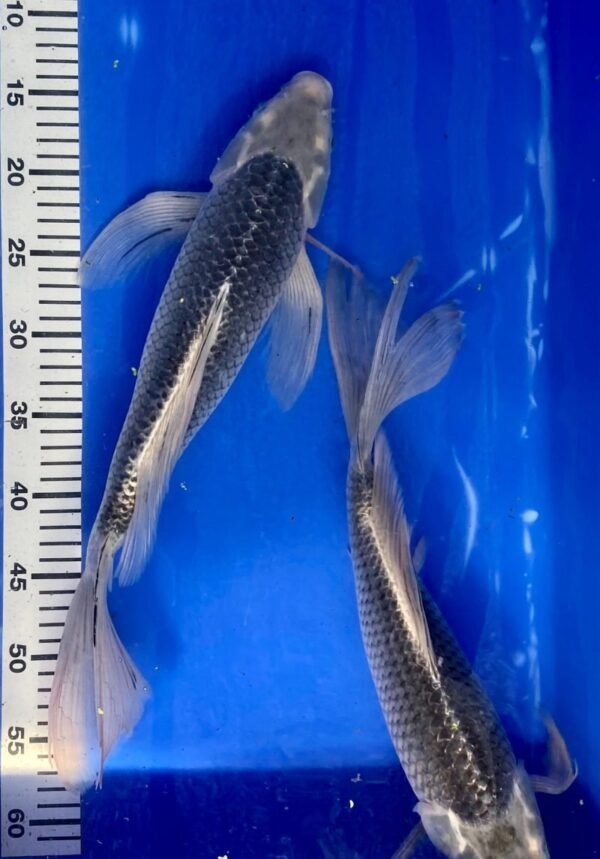 Koi - HP Butterfly Koi 40-45 cm - Fátylas Koi