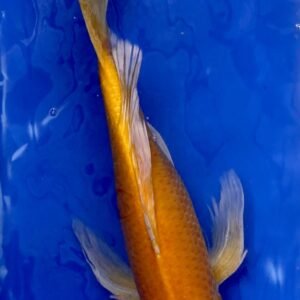 Koi - Handpick Butterfly Koi 45-50 cm - Fátylas Koi HPB02