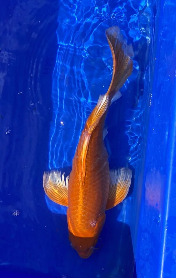 Koi - HP Butterfly Orenji Ogon 45-50 cm