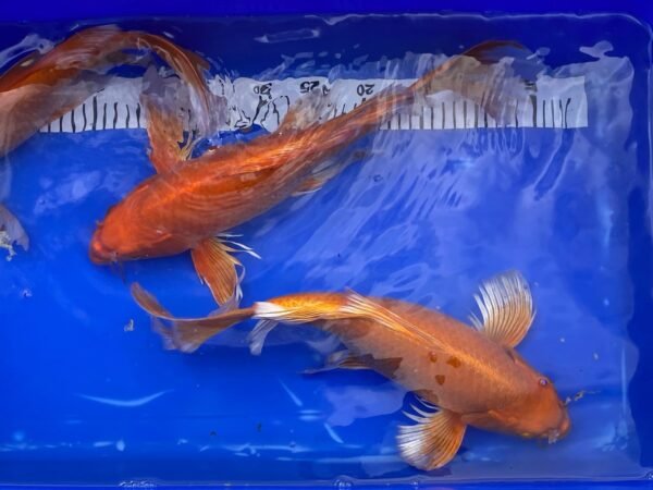 Koi - HP Butterfly Orenji Ogon 45-50 cm - Image 8