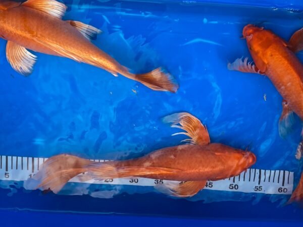 Koi - HP Butterfly Orenji Ogon 45-50 cm - Image 5