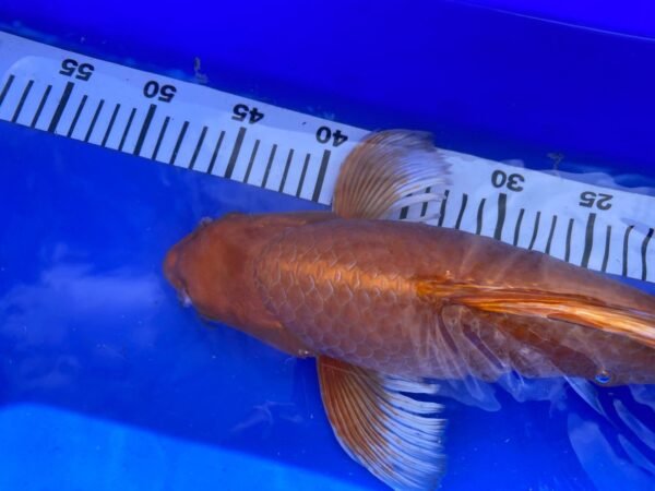 Koi - HP Butterfly Orenji Ogon 45-50 cm - Image 7