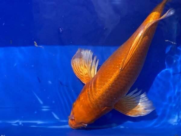 Koi - HP Butterfly Orenji Ogon 45-50 cm - Image 2