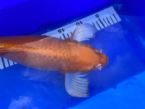 Koi - HP Butterfly Orenji Ogon 45-50 cm - Image 4