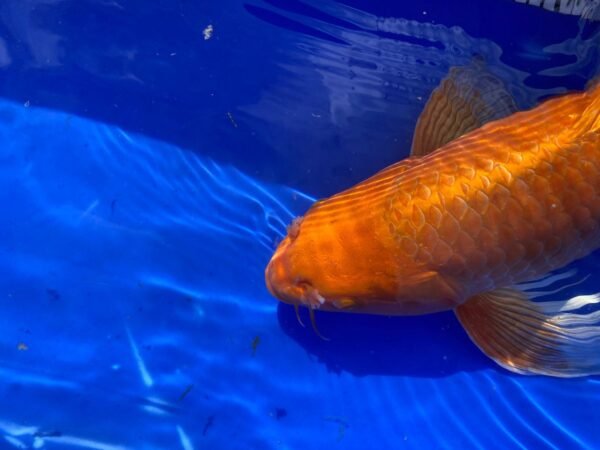 Koi - HP Butterfly Orenji Ogon 45-50 cm - Image 6