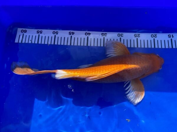 Koi - HP Butterfly Orenji Ogon 45-50 cm - Image 3
