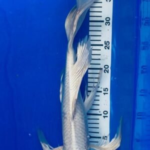 Koi - Handpick Butterfly Koi 35-40 cm - Fátylas Koi HPB09
