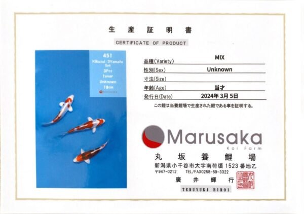 Marusaka Doitsu Yamato Nishiki 19-22 cm CERTIFICATED 45103 - Image 2
