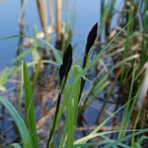 Carex Nigra (fekete sás)