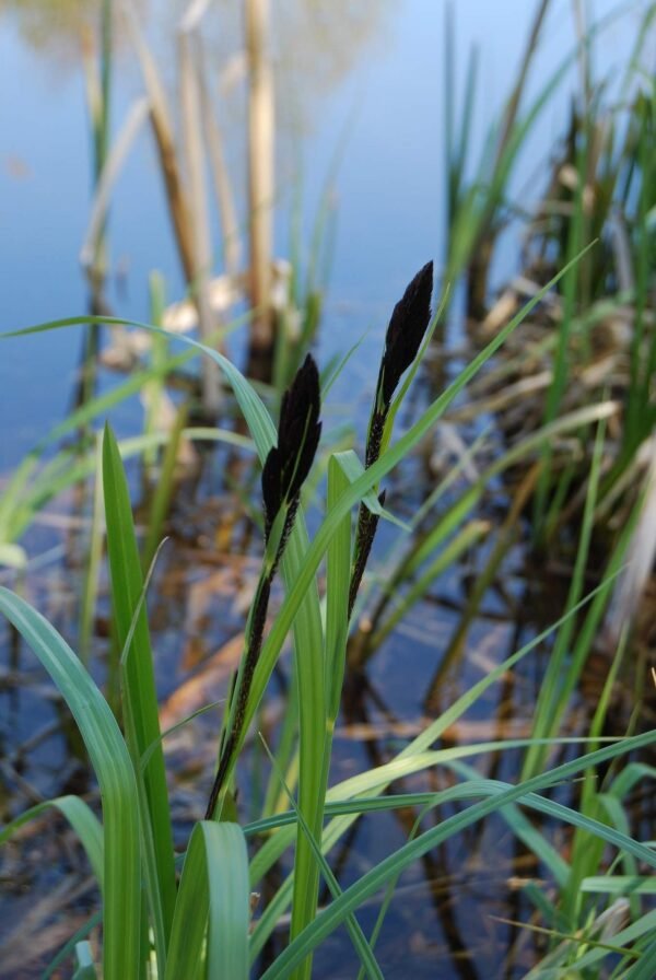Carex Nigra (fekete sás)