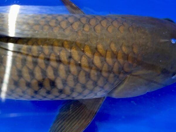 Koi - HP Chagoi 45-50 cm 01 - Image 2