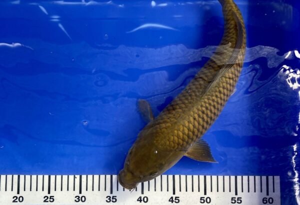 Koi - HP Chagoi 45-50 cm 01 - Image 3