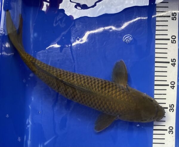 Koi - HP Chagoi 45-50 cm 01 - Image 4