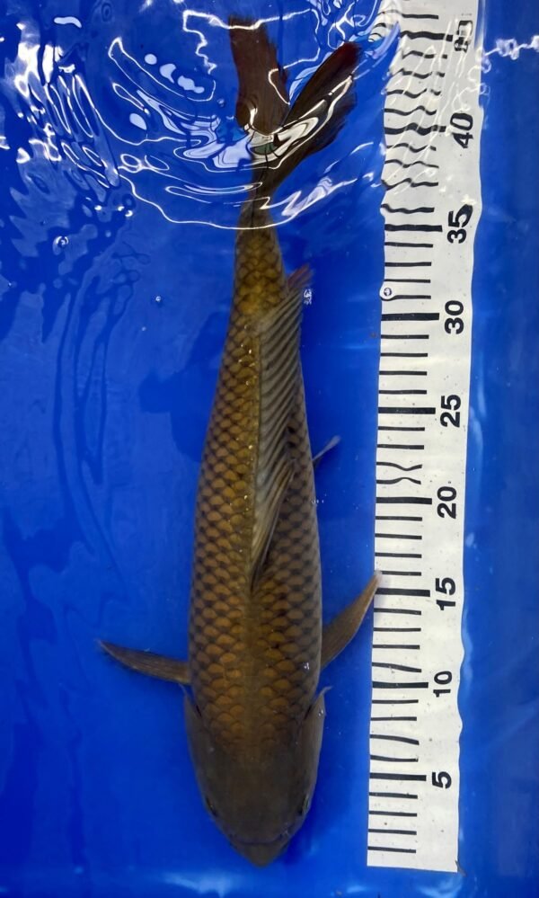 Koi - HP Chagoi 45-50 cm 01