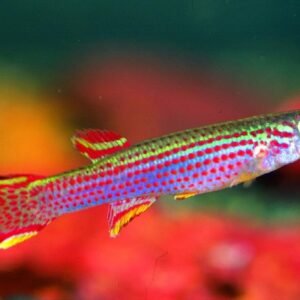 Csíkos fogasponty (Aphyosemion striatum)